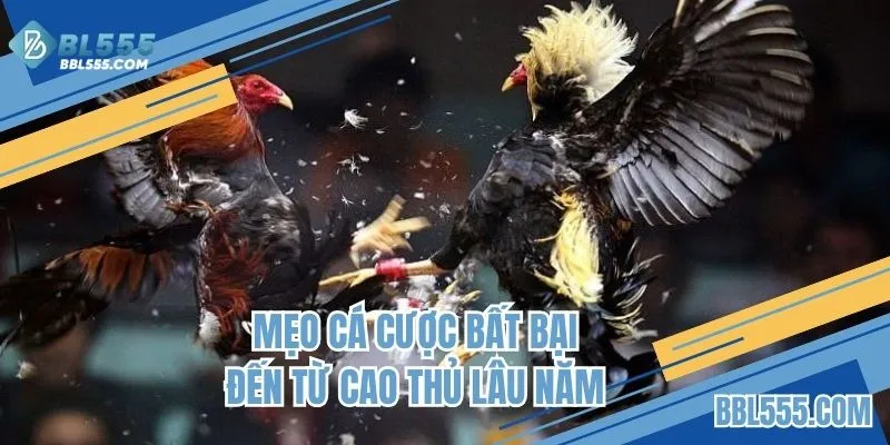 Chia sẻ phương pháp bất bại đến từ cao thủ lâu năm