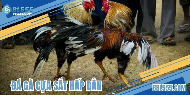 Đá gà cựa sắt hấp dẫn 