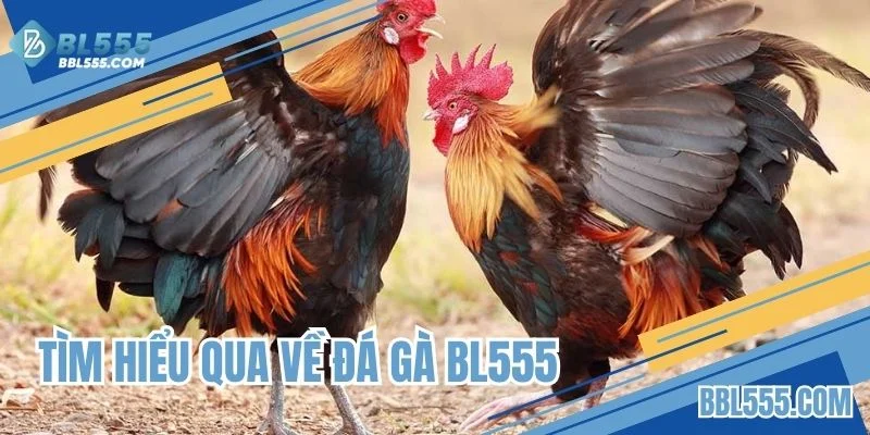 Tìm hiểu qua về đá gà BL555