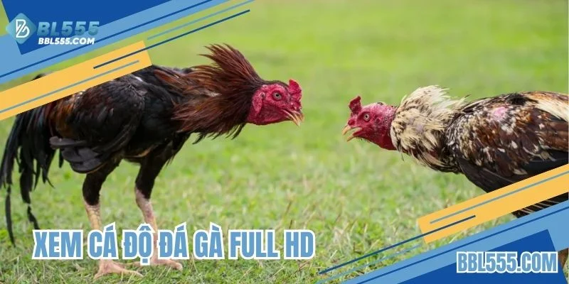 Xem cá độ đá gà full HD