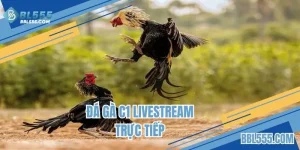 Đá gà C1 livestream trực tiếp
