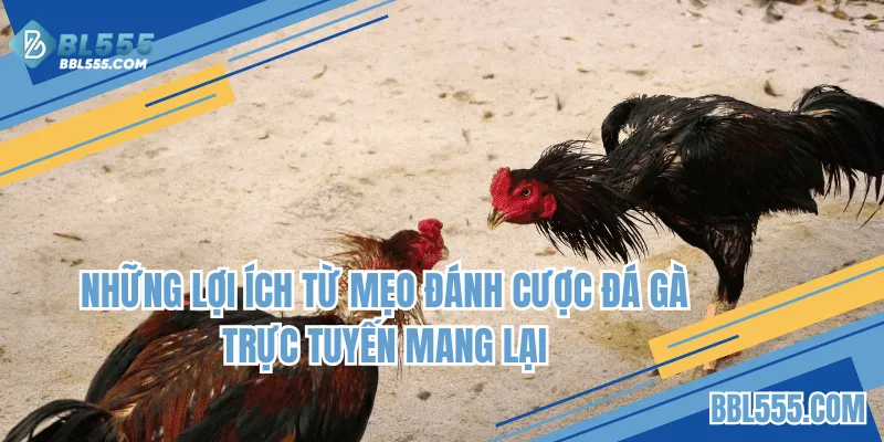 Những lợi ích từ mẹo đánh cược đá gà trực tuyến mang lại