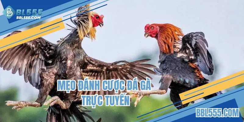 Mẹo đánh cược đá gà trực tuyến