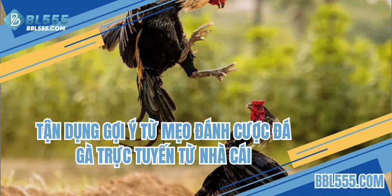 Tận dụng gợi ý từ mẹo đánh cược đá gà trực tuyến của nhà cái