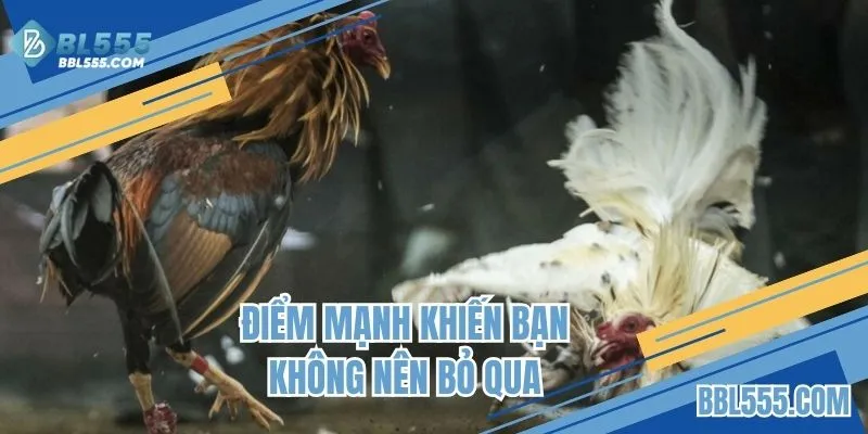 Tại sao khách hàng yêu thích đá gà C1 livestream trực tiếp